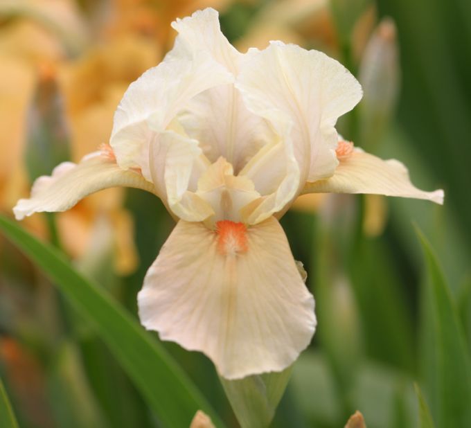 Iris germanica 'Apricot Silk'